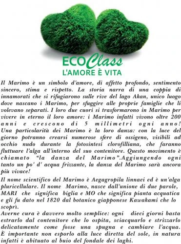 Marimo 2-3 cm in Vaso di Vetro da 120 ml - Pianta dell'amore